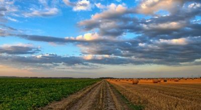 Richieste di intervento per danni subiti alle colture agricole