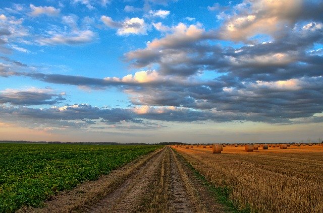 Richieste di intervento per danni subiti alle colture agricole