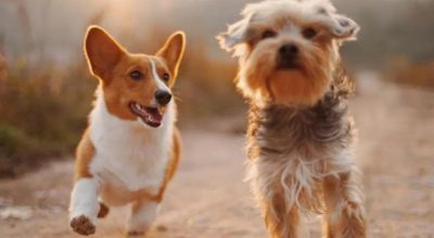 Microchip Day: giornata per l’anagrafatura gratuita per cani.