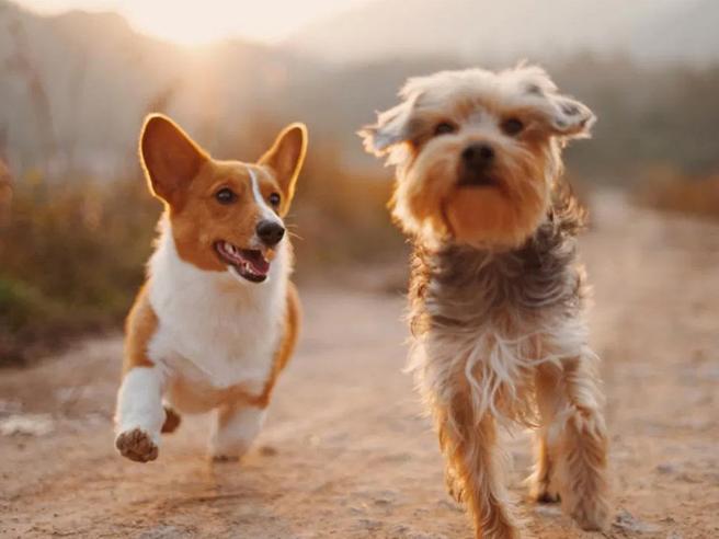 Microchip Day: giornata per l’anagrafatura gratuita per cani.