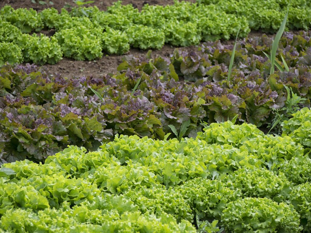 Agricoltura