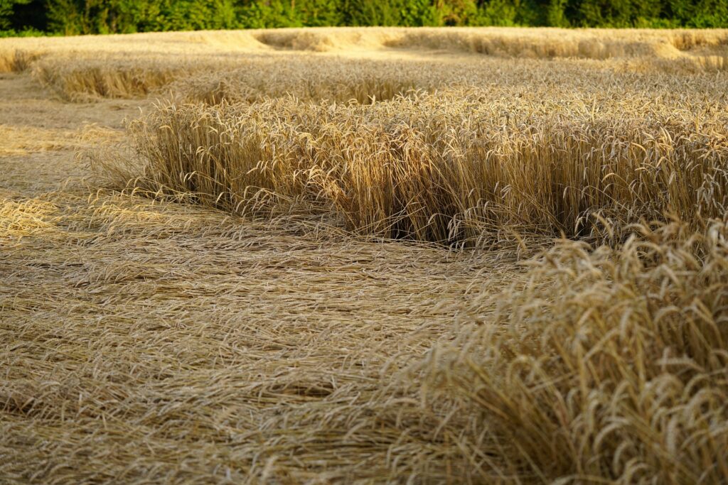 Stato di calamità per i danni causati al comparto agricolo dalle ondate di calore registrate nei mesi di giugno e luglio 2023