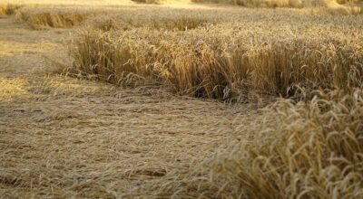 Proroga al 14 agosto 2023 per segnalazione danni causati al comparto agricolo dalle ondate di calore registrate nel mese di luglio 2023