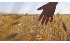 Incontri laboratoriali organizzati da Agris Sardegna per le scuole di Sestu